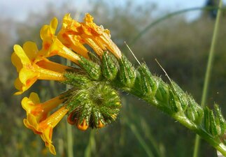 Amsinckia intermedia flower